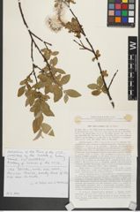 Foto von Salix rectijulis Trautv.